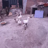 قوغاز|پرنده|ویلکیج, |دیوار