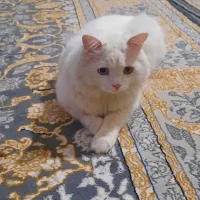 پرشین 2ونیم ساله اصیل