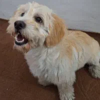 سگ شیتزو تریر