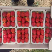فروش توت فرنگی عمده از تولید کننده (گلخانه‌ای)