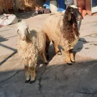 بره سبک کوار