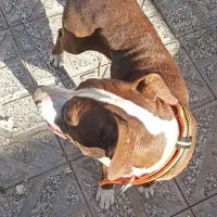 سگ ماده پیتبول . معاوضه با کفتر و بزغاله. طوطی|سگ|قلندر آباد, |دیوار