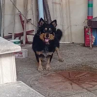سگ پاکوتاه