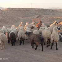 24میش داشتی|حیوانات مزرعه|خوسف, |دیوار