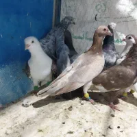 کوهی دورگ|پرنده|باوی, |دیوار