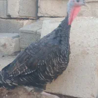بوقلمون ماده.محلی.