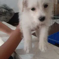 فروش سگ خانگی