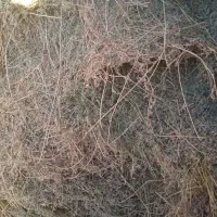 فروش یونجه|لوازم جانبی حیوانات|هریس, |دیوار