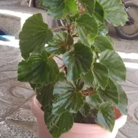 گل های آپارتمانی|گل و گیاه طبیعی|کرمانشاه, |دیوار