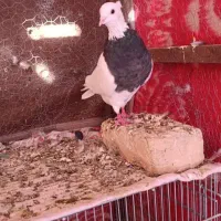 ماده فولادی|پرنده|بیستون, |دیوار