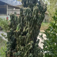 کاکتوس صخره‌ ای|گل و گیاه طبیعی|تولم شهر, |دیوار