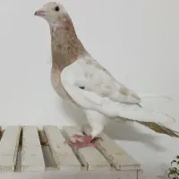 کله هما ماده