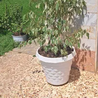 گل آپارتمانی بنجامین ابلق و نخل ماداگاسکار،ماسال|گل و گیاه طبیعی|رشت, حومه رشت|دیوار