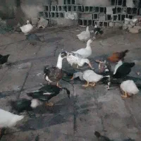 اردک ورامینی جوان و اردک خارجی های ماده|حیوانات مزرعه|گرگان, |دیوار