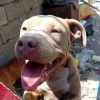 حیوان|سگ|ماهنشان, |دیوار