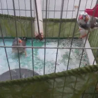 یک جفت فنج نروماده آماده