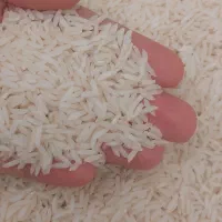 برنج طارم هاشمی ایرانی شمال