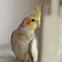 عروس هلندی