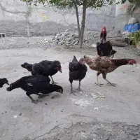 مرغ محلی به فروش  میرسد|حیوانات مزرعه|میناب, |دیوار