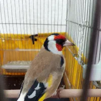 سهره نر ۲ماه قفس