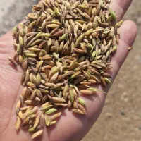 شلتوک|عمدهفروشی|خرمشهر, |دیوار