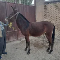 قاطر قودو|حیوانات مزرعه|لاران, |دیوار