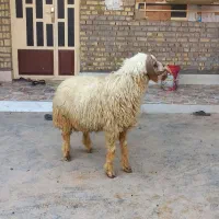 قوچ|حیوانات مزرعه|اهواز, فتح|دیوار