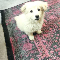 واگذاری سگ میکس اشپیتز تریر