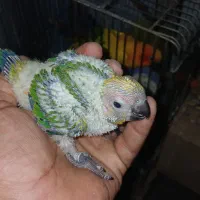 طوطی خورشیدی|پرنده|اهواز, کوی ملی راه|دیوار