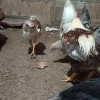 مرغ و خروس|حیوانات مزرعه|مهدی شهر, |دیوار