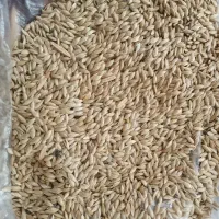 دانه بلبل اصلاح شده کاملا تمیز