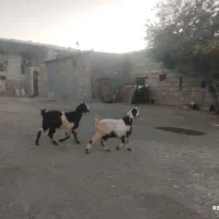 این دو عدد هم چاق هستند قیمت هیچده میلیون تمام|حیوانات مزرعه|طرهان, |دیوار