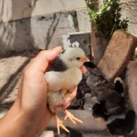 تعدادی جوجه گلین ۵ روزه