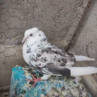 کفتر نر شغالی و کفتر ماده سوسکی