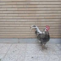 خروس اصلاح شده امریکایی|حیوانات مزرعه|اصفهان, مسجد مصلی|دیوار