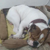 انگلیش بولداک وارداتی|سگ|چهاردانگه (تهران), |دیوار