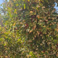 زمین ۱۰۰ متری