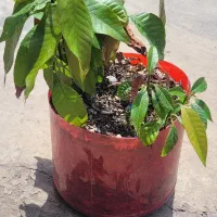 نهال انبه