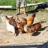 مرغ محلی تخم گذاری