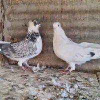 کفتر  ۳ جفت پرشی  نشوندار