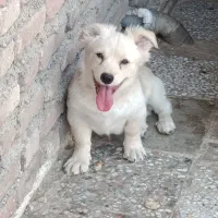 سگ پامر اشپیتز