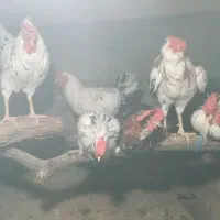 مرغ خروس های تازه محلی وبرهماو گلین چل تاج پنگوئنی