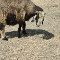 فروش 5عددمیش|حیوانات مزرعه|شیراز, حومه شیراز|دیوار