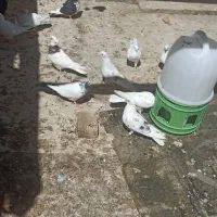 کبوتر|پرنده|شراء, |دیوار