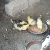 جوجه‌اردک|حیوانات مزرعه|سورک, |دیوار