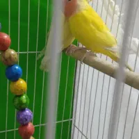 طوطی برزیلی|پرنده|مشهد, انصار|دیوار