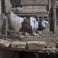 دو عدد طوقی نر و ماده پاک بدون عیب|پرنده|شهرضا, |دیوار