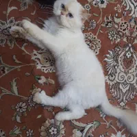 گربه پرشین کت