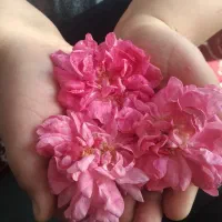 گل محمدی