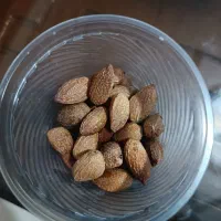 ۵۸ عدد بذر پسته